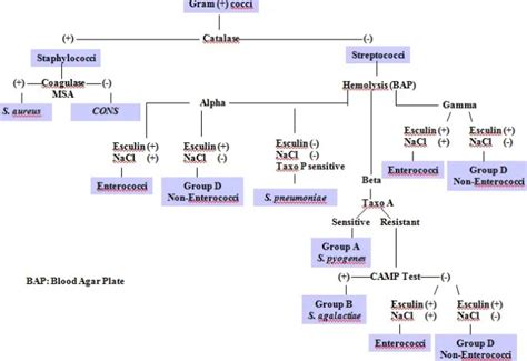 3.17 Biochemical Tests for the Identification of Aerobic Bacteria .